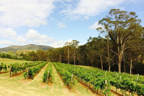 Tulloch Wines- Mystery Wine Tasting Experience With Local Cheese And Charcuterie - Accommodation Asia 2