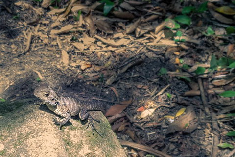 Kiama SouthCoast Uncovered, Beaches, Bush & Sunset PRIVATE Full Day Tour - Accommodation Guide 7