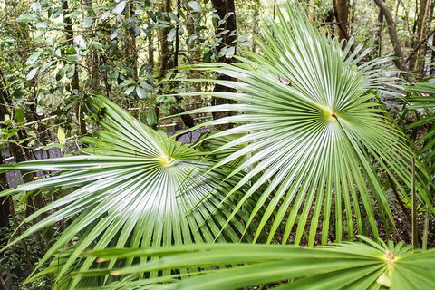 Kiama SouthCoast Uncovered, Beaches, Bush & Sunset PRIVATE Full Day Tour - Accommodation Guide 13