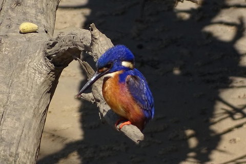 Byron Bay Sunset Rainforest Eco-Cruise - Accommodation Asia 3