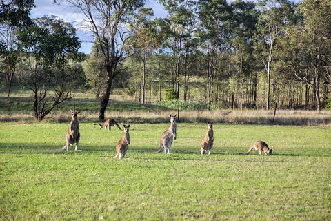 Private Full-Day Wine Tour In Hunter Valley - Accommodation Asia 2