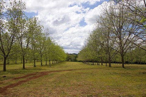 Pecan Farm Tour And Workshop, Byron Bay Hinterland - Accommodation Asia 6