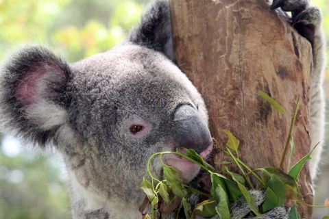 Private 10-hour Tour To Blue Mountains From Sydney - Hotel Pick Up & Drop Off - Accommodation China 2