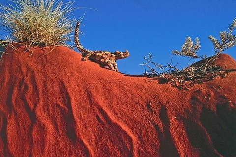 Alice Springs, Uluru Ayers Rock & Kings Canyon 8 Days Touring Package - Accommodation China 4