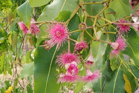 Full-Day Private Guided Tour To Litchfield National Park - Accommodation China 5