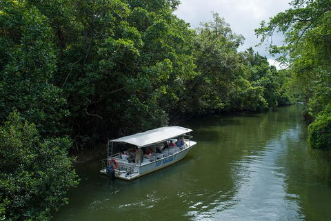 Daintree Rainforest, Cape Tribulation And Bloomfield Track Small Group Tour - Accommodation Guide 5