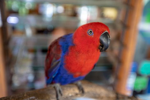 Daintree Rainforest, Cape Tribulation And Bloomfield Track Small Group Tour - Accommodation Guide 14