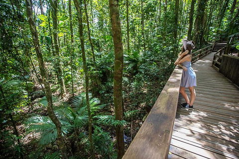 Daintree Rainforest, Cape Tribulation And Bloomfield Track Small Group Tour - Accommodation Guide 3