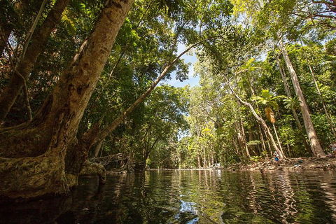 Daintree Rainforest, Cape Tribulation And Bloomfield Track Small Group Tour - Accommodation Guide 7