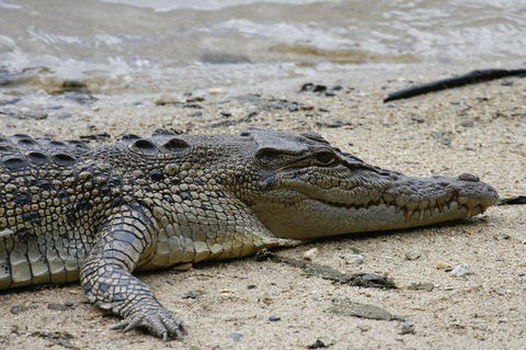 Daintree Rainforest, Cape Tribulation And Bloomfield Track Small Group Tour - Accommodation Guide 8
