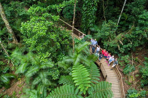 Daintree Rainforest, Cape Tribulation And Bloomfield Track Small Group Tour - Accommodation Guide 0