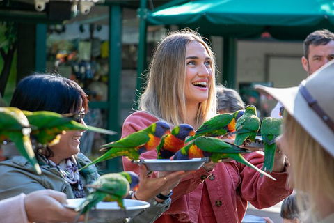 Currumbin Wildlife Sanctuary General Entry Ticket - Accommodation Guide 15