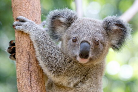 Currumbin Wildlife Sanctuary General Entry Ticket - Accommodation Guide 17