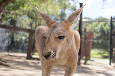 Currumbin Wildlife Sanctuary General Entry Ticket - Accommodation Guide 9