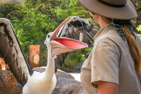 Currumbin Wildlife Sanctuary General Entry Ticket - Accommodation Guide 19