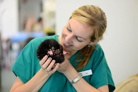Currumbin Wildlife Sanctuary General Entry Ticket - Accommodation Guide 8
