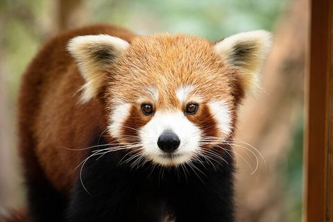 Currumbin Wildlife Sanctuary General Entry Ticket - Accommodation Guide 3