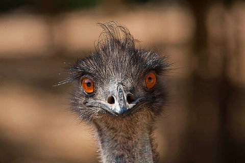 Currumbin Wildlife Sanctuary General Entry Ticket - Accommodation Guide 10