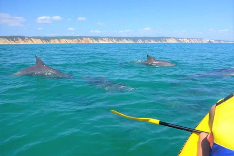 Kayak With Dolphins And 4WD Great Beach Drive Day Trip From Noosa - Accommodation Guide 11