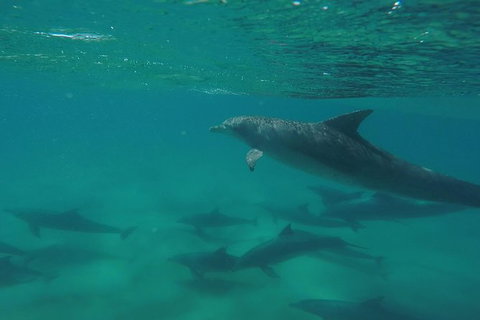 Kayak With Dolphins And 4WD Great Beach Drive Day Trip From Noosa - Accommodation Guide 10
