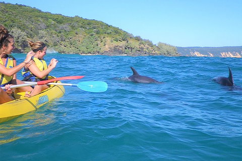 Kayak With Dolphins And 4WD Great Beach Drive Day Trip From Noosa - Accommodation Guide 5