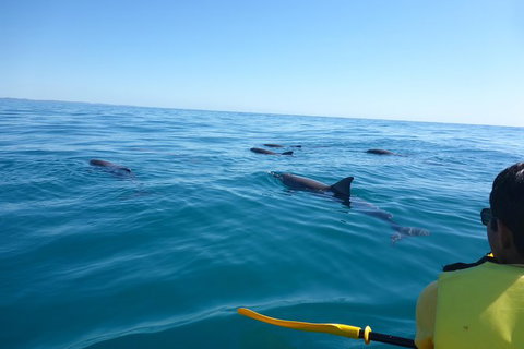 Kayak With Dolphins And 4WD Great Beach Drive Day Trip From Noosa - Accommodation Guide 14