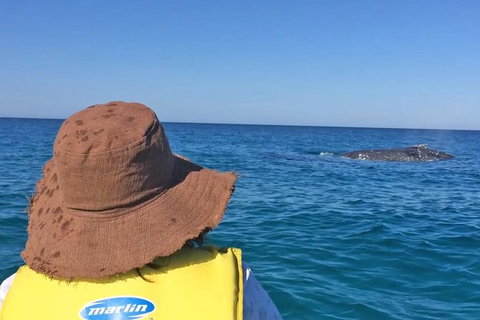 Kayak With Dolphins And 4WD Great Beach Drive Day Trip From Noosa - Accommodation Guide 2
