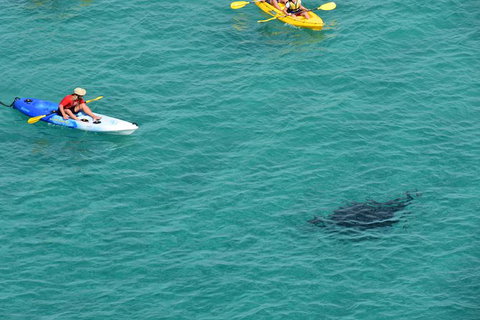 Kayak With Dolphins And 4WD Great Beach Drive Day Trip From Noosa - Accommodation Guide 18