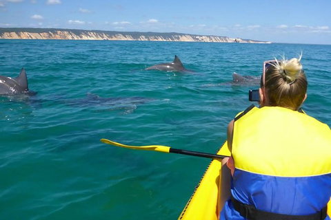 Kayak With Dolphins And 4WD Great Beach Drive Day Trip From Noosa - Accommodation Guide 0
