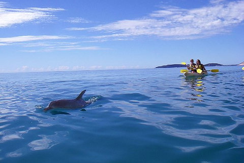 Kayak With Dolphins And 4WD Great Beach Drive Day Trip From Noosa - Accommodation Guide 7