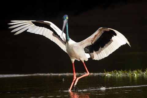 Daintree River - Private Photography Cruise - Accommodation Guide 0