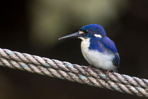Daintree River - Private Photography Cruise - Accommodation Guide 1
