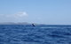 Noosa Whale Watching - thumb 3