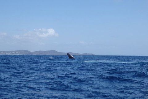 Noosa Whale Watching - Accommodation Asia 3