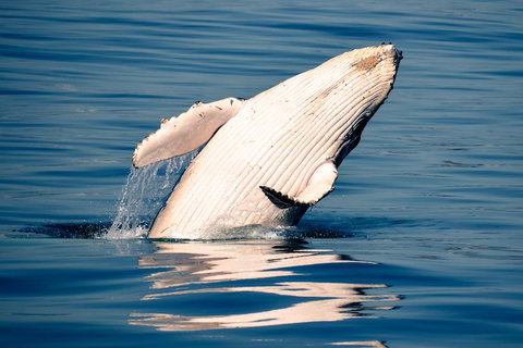 Noosa Whale Watching - Accommodation Asia 1