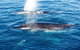 Noosa Whale Watching - thumb 5