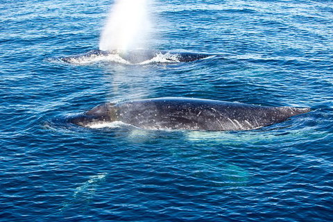 Noosa Whale Watching - Accommodation Asia 5