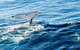 Noosa Whale Watching - thumb 4