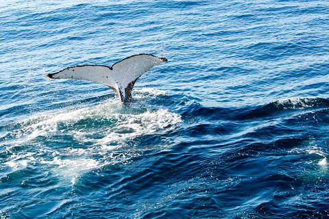 Noosa Whale Watching - Accommodation Asia 4