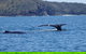 Noosa Whale Watching - thumb 6