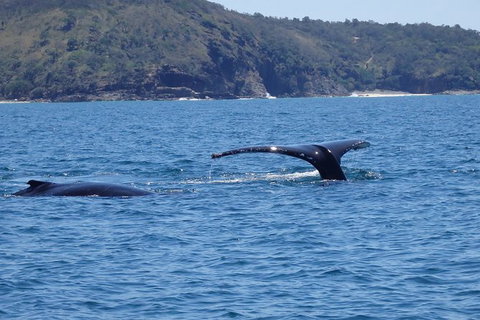 Noosa Whale Watching - Accommodation Asia 6
