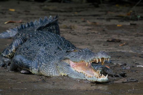 Daintree Afternoon Nocturnal Nature And Wildlife Tour - Accommodation Guide 4