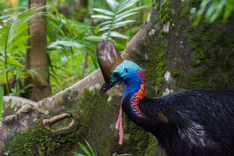 Daintree Afternoon Nocturnal Nature And Wildlife Tour - Accommodation Guide 0