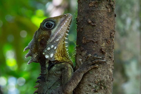 Daintree Afternoon Nocturnal Nature And Wildlife Tour - Accommodation Guide 1
