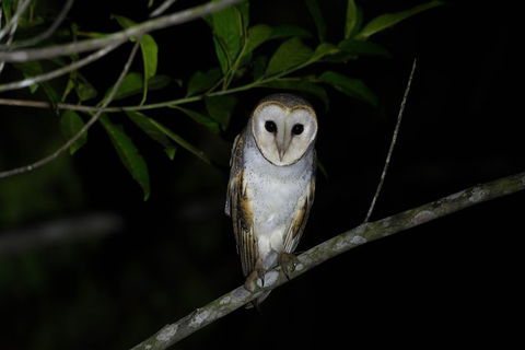 Daintree Afternoon Nocturnal Nature And Wildlife Tour - Accommodation Guide 10