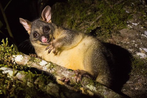 Daintree Afternoon Nocturnal Nature And Wildlife Tour - Accommodation Guide 7