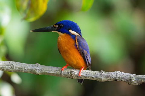 Daintree Afternoon Nocturnal Nature And Wildlife Tour - Accommodation Guide 2
