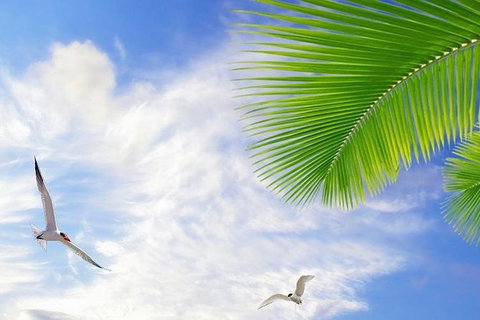 Airport Transfer - Mission Beach To Cairns Airport - Accommodation Asia 4