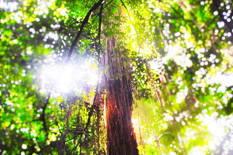 Airport Transfer - Mission Beach To Cairns Airport - Accommodation Asia 1