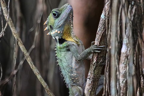 Mossman Gorge Adventure Day - Accommodation Asia 3